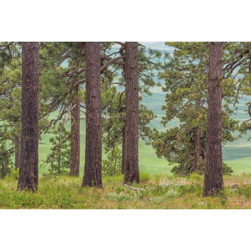 Washington, Palouse Hills Pine forest scenic